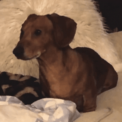 Dachshund Laying On Bed With Furry Pillow GIF