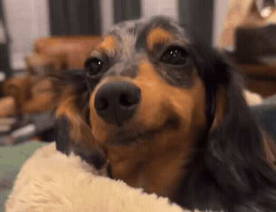 Dachshund Laying On Couch Looking At Camera GIF
