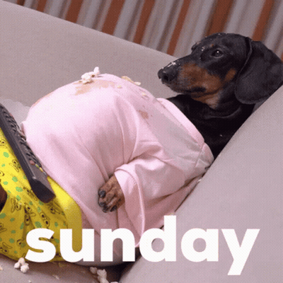 Dachshund Laying On Couch With Popcorn And Remote Sunday GIF