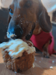 Dachshund Licking Cupcake GIF