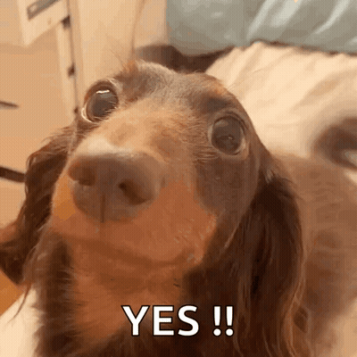 Dachshund Looking At Camera Saying Yes GIF