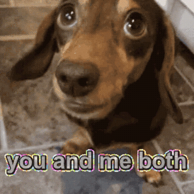 Dachshund Looking At Camera Saying You And Me Both GIF