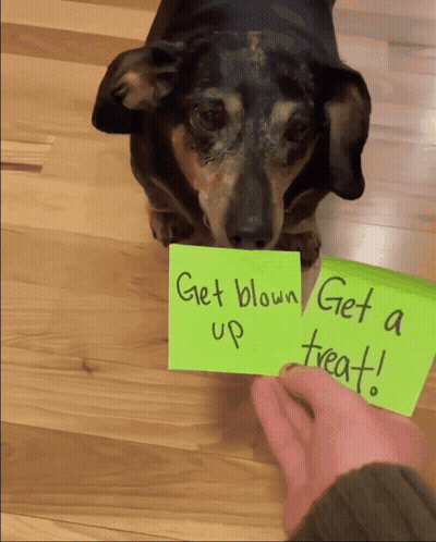 Dachshund Looking At Get Blown Up Note GIF