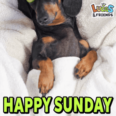 Dachshund Lying On Blanket Happy Sunday GIF