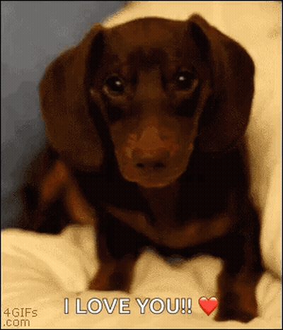 Dachshund Puppy Sitting On Bed Saying I Love You GIF