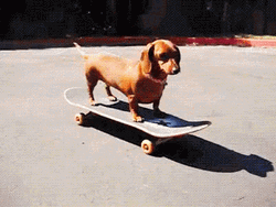 Dachshund Riding On Skateboard GIF