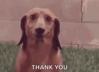 Dachshund Saying Thank You GIF