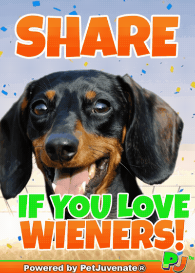 Dachshund Share If You Love Wieners GIF