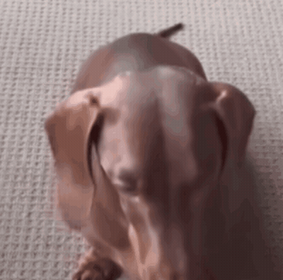 Dachshund Sitting GIF