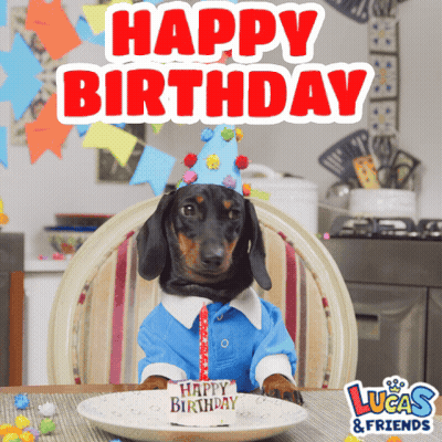 Dachshund Sitting At Table With Birthday Cake GIF