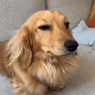 Dachshund Sitting On Couch With Eyes Closed GIF