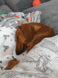 Dachshund Sleeping Tight On Bed GIF