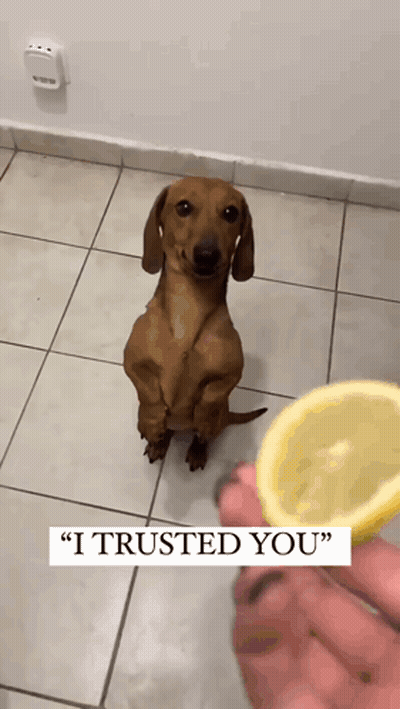 Dachshund Standing On Hind Legs Looking At Lemon GIF