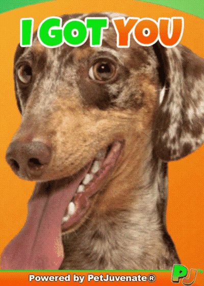 Dachshund Tongue Out I Got You GIF