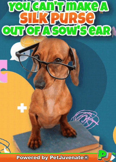 Dachshund Wearing Glasses On Book GIF