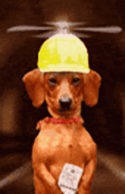 Dachshund Wearing Hard Hat With Remote Control GIF