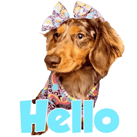 Dachshund With Bow Saying Hello Sticker