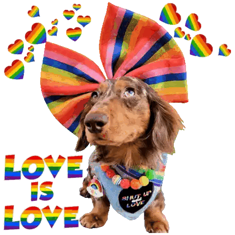 Dachshund With Rainbow Bow And Bandana Love Is Love Sticker