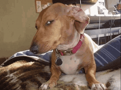 Dachshund With Red Collar Laying on Bed
