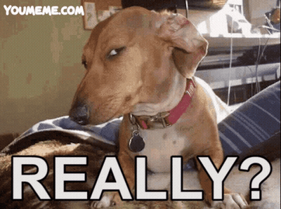 Dachshund With Red Collar Sitting Next To Cat Saying Really GIF