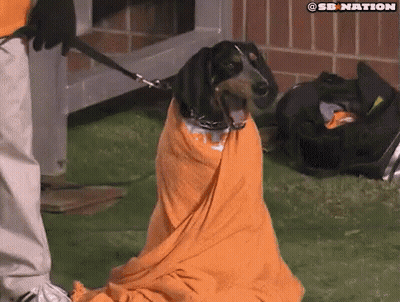 Dachshund Wrapped In Orange Blanket Sitting On Grass GIF
