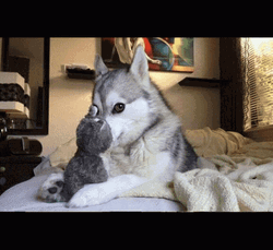 Dad Joke Cute Husky Puppy GIF