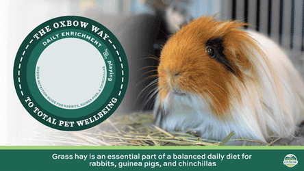 Daily Diet For Guinea Pigs GIF