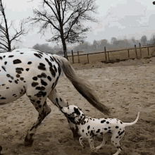 Dalmatian And Horse