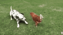 Dalmatian Dog And Chicken