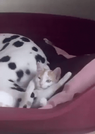 Dalmatian Dog And Kitten Sleeping In Bed GIF