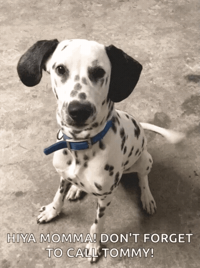 Dalmatian Dog Blue Collar Hiya Momma Don't Forget To Call Tommy GIF