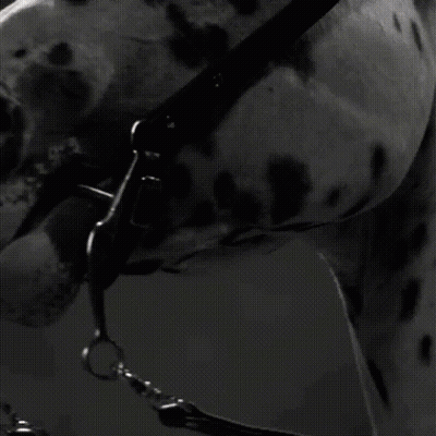 Dalmatian Dog Looking At Something GIF