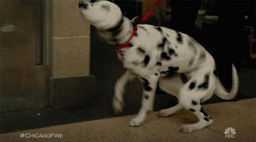 Dalmatian Dog On Leash With NBC Logo GIF