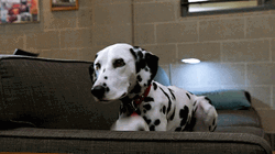Dalmatian Dog On The Couch