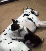 Dalmatian Dog Sleeping