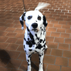 Dalmatian Dog Wiggling Tail