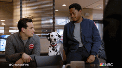 Dalmatian Doggo Is Curious GIF
