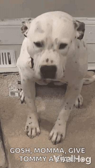 Dalmatian On Carpet Saying Gosh Momma Give Tommy A Call Hog GIF