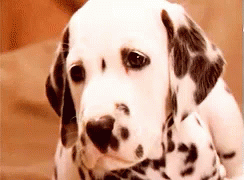 Dalmatian Puppy Sad Sigh