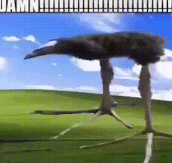 Damn Meme Common Ostrich GIF