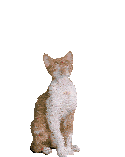 Dance Cat Devon Rex Cute Celebrate Party Birthday Confetti Cute Sticker GIF