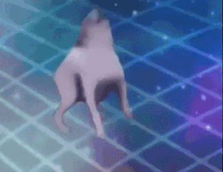 Dance Dog GIF