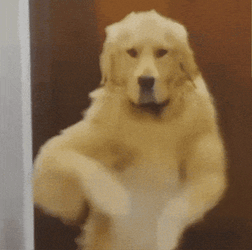 Dance Golden Retriever GIF