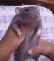 Dance Meme Funny Rat Grooving GIF