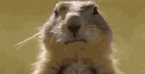 Dance Squirrel GIF