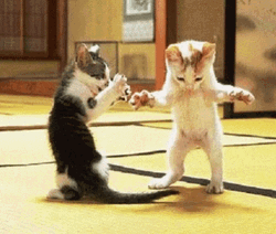 Dancing Animal Cats Grooving GIF