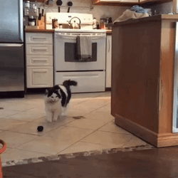 Dancing Animal Cute Cat Jumping GIF