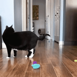 Dancing Animal Cute Cats GIF