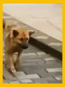 Dancing Animal Dog Walking GIF
