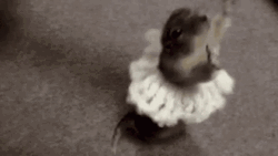 Dancing Animal Ferret Wears A Skirt GIF